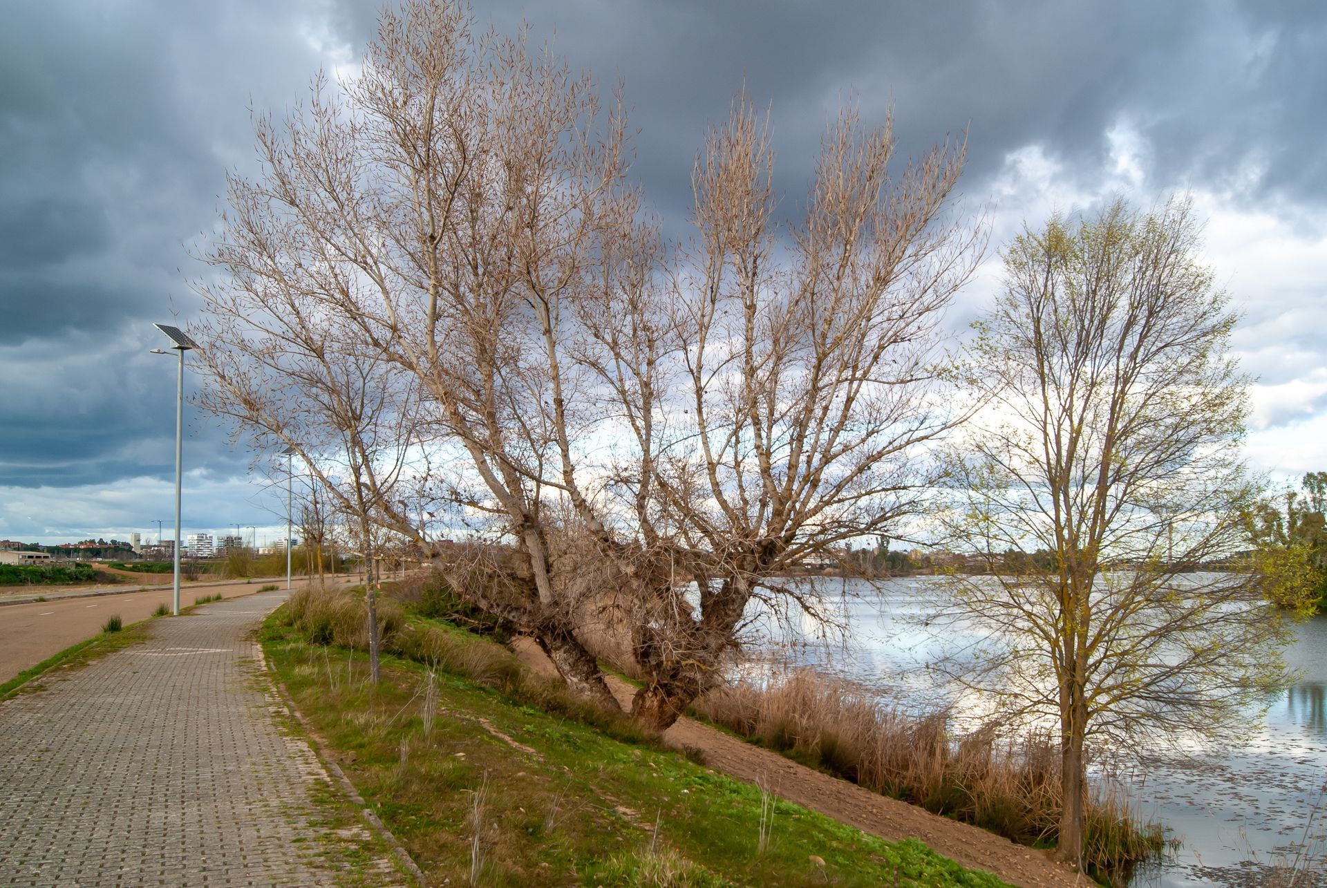 Une berge aménagée avec des arbres et une allée en pavés