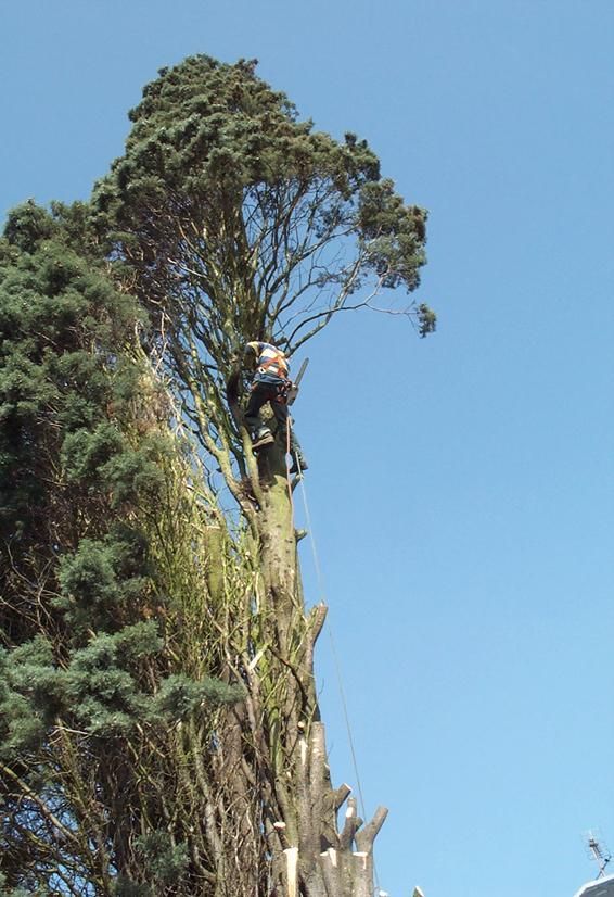 Élagage d'arbre dangereux
