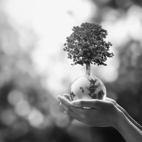 Mains tenant un petit globe surmonté d'un arbre, symbolisant la protection de l'environnement.