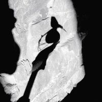Ombre d'un oiseau sur une tête de violoncelle