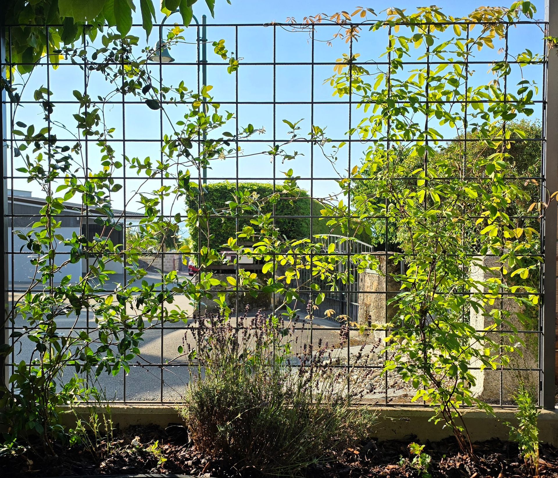 Des vignes vertes grimpent le long d'une clôture en fil de fer, avec des plantes et un jardin ensoleillé au-delà.