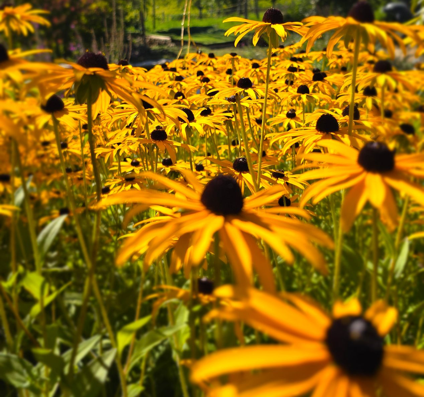 Champ de rudbeckies jaunes à cœur sombre, baigné d'une douce lumière du soleil.