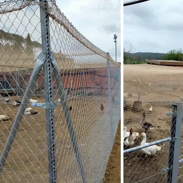 Una valla de alambre con patos detrás