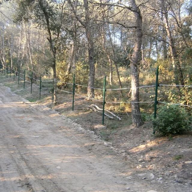 Un camino de tierra en medio de un bosque