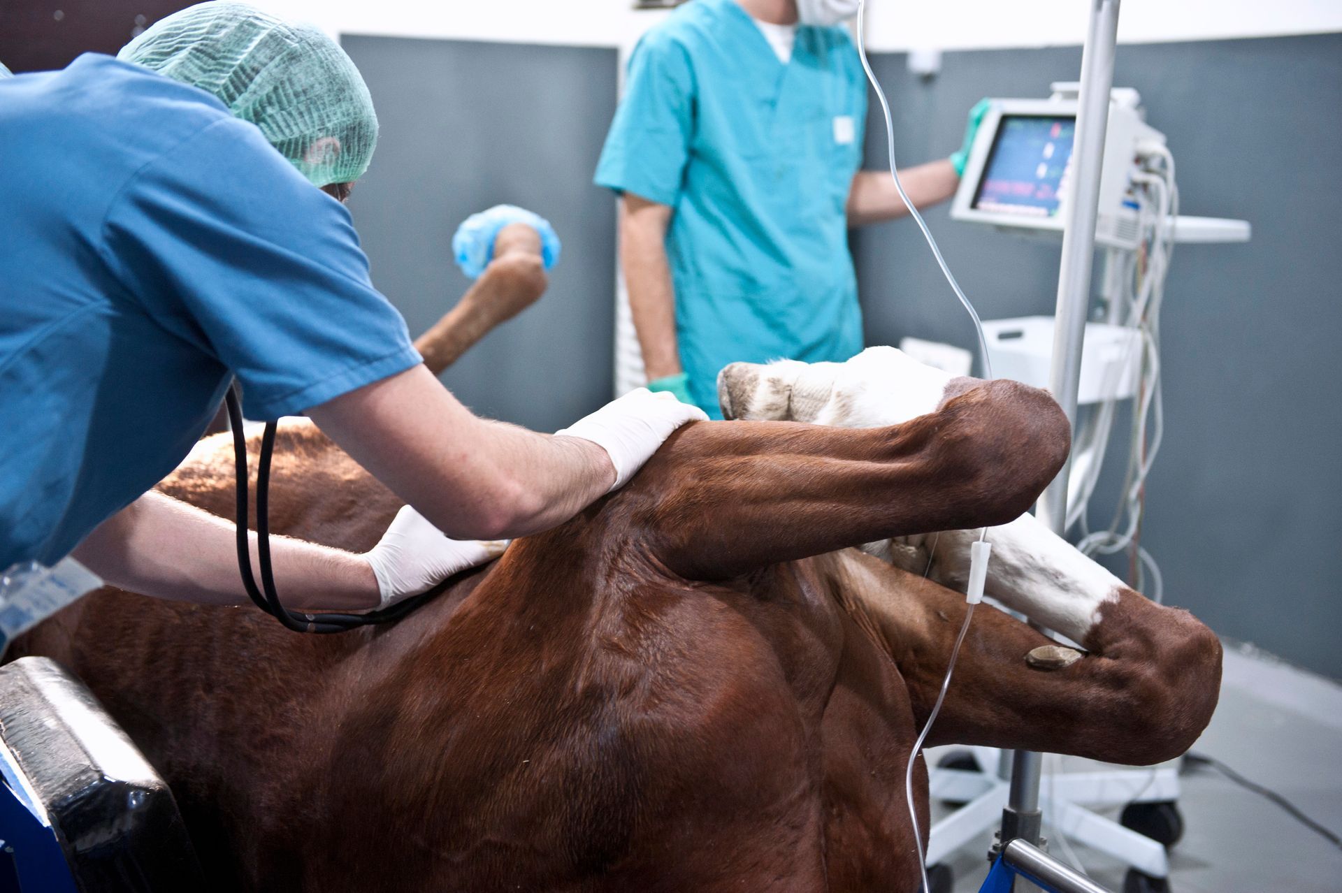 Veterinarios examinando un caballo marrón sedado en una sala de operaciones, con equipo médico visible.