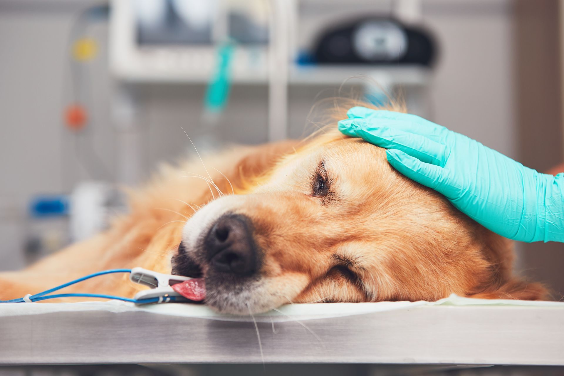 Golden retriever en una mesa de operaciones, siendo acariciado por una mano enguantada; equipo médico visible.