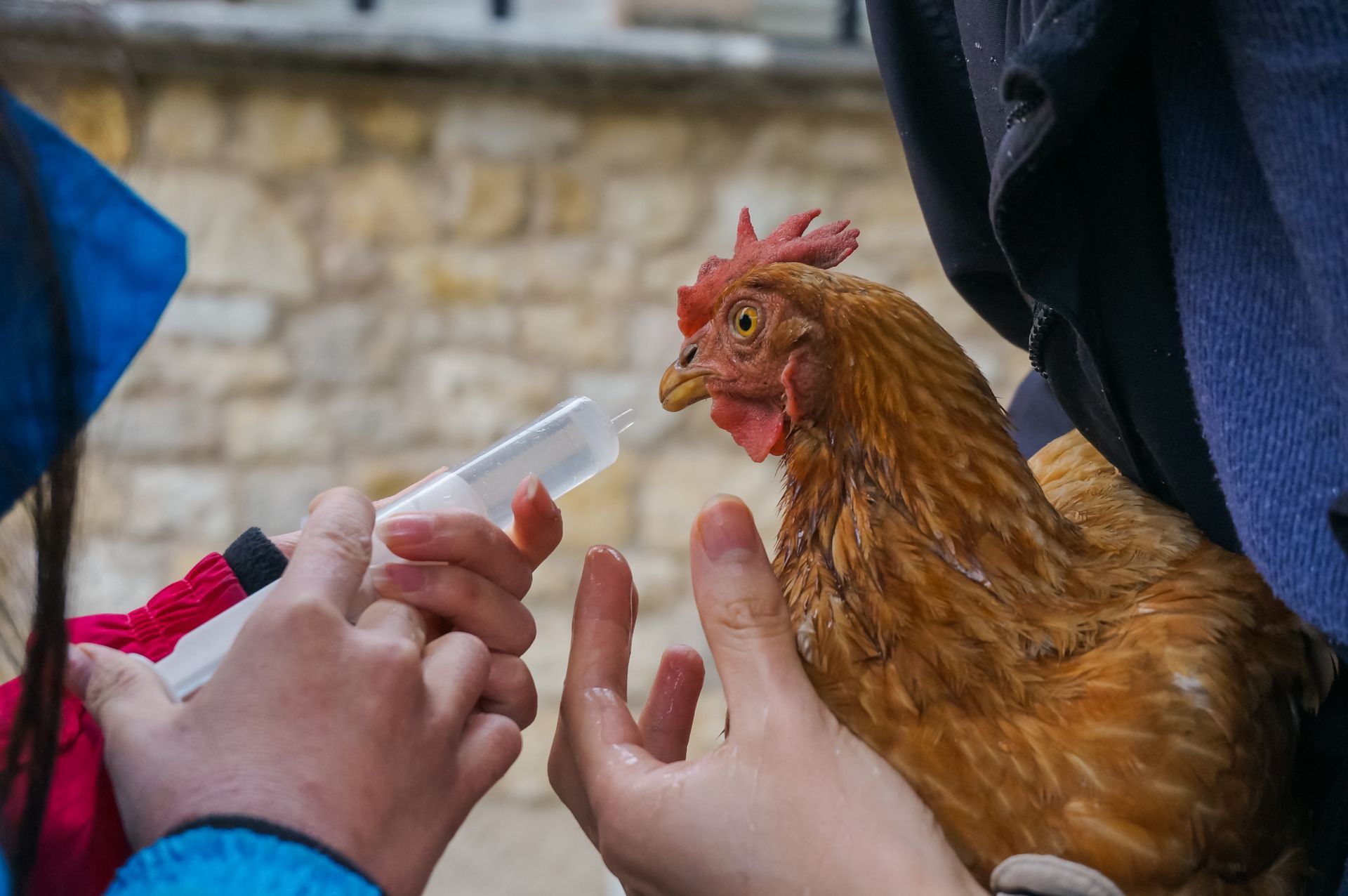 Una persona sostiene un pollo marrón mientras otra persona lo alimenta con una jeringa al aire libre.