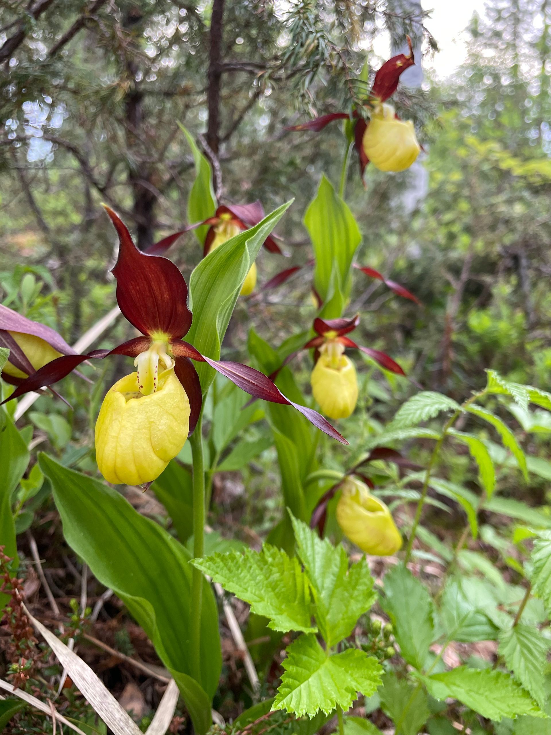 Tikankontti kasvillisuusselvitys