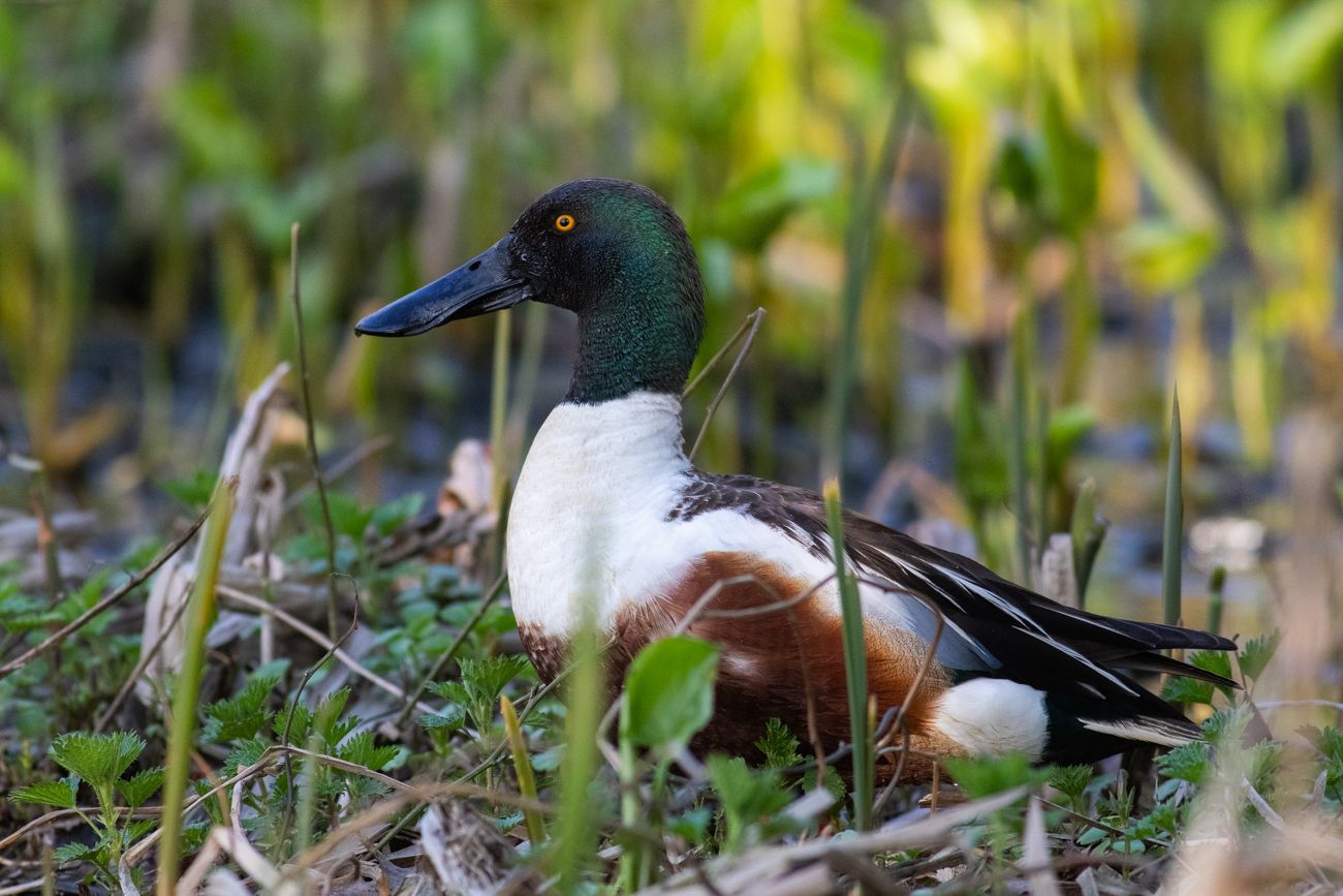 Lapasorsa vesilintuselvitys