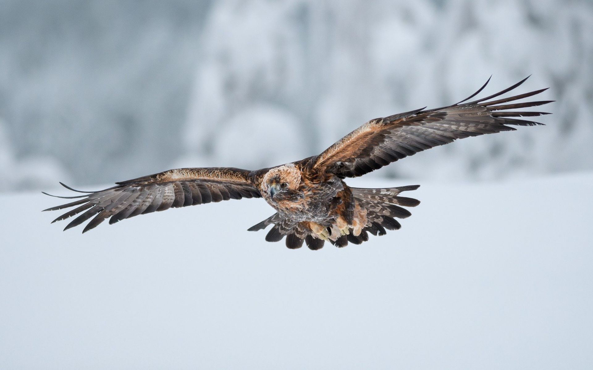 Maakotka maatkotkaseuranta