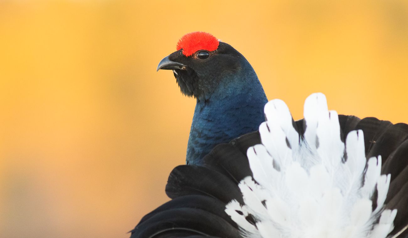 Teeri linnustoselvitys