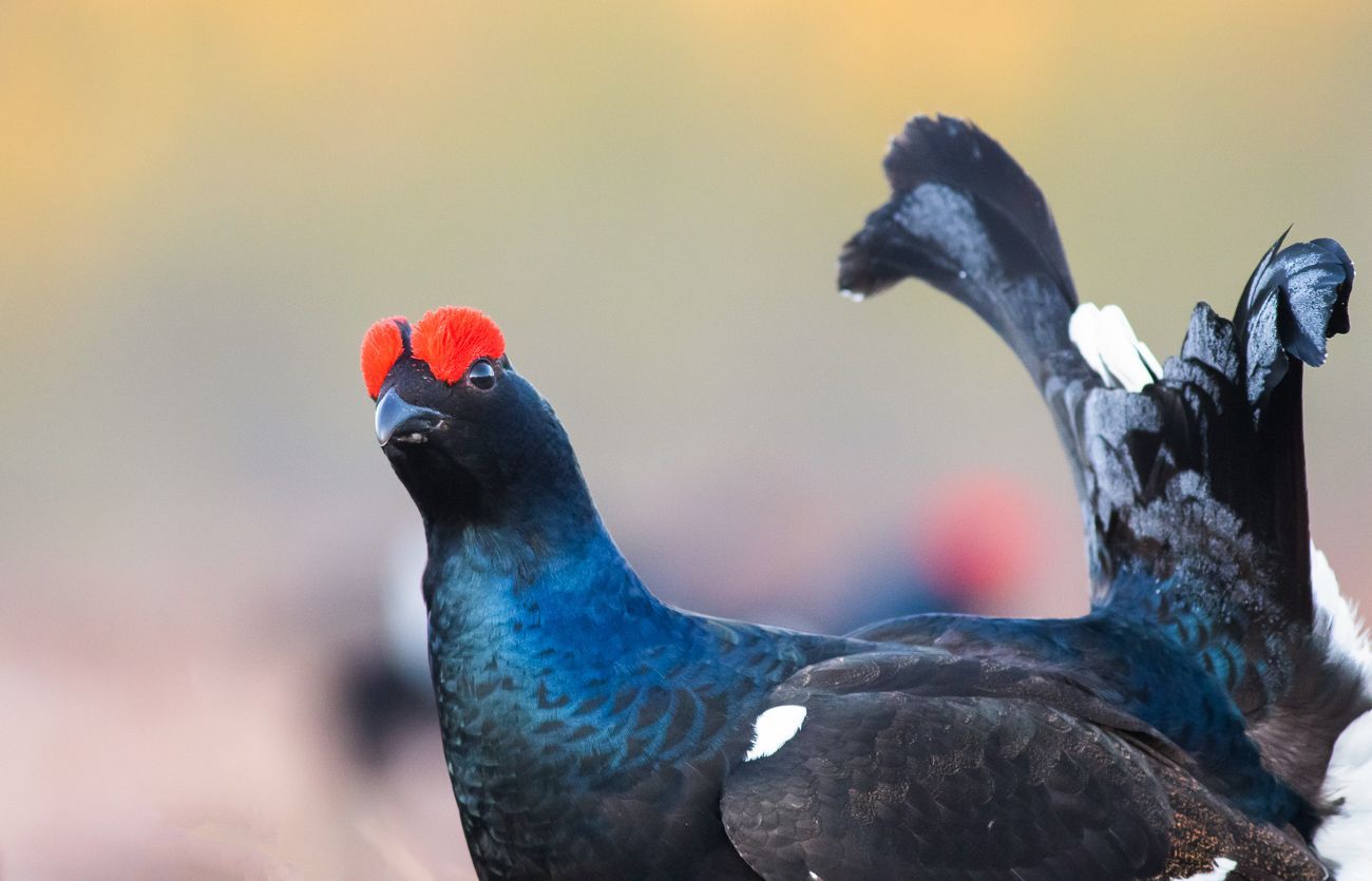 Teeren soidin linnustoselvitys