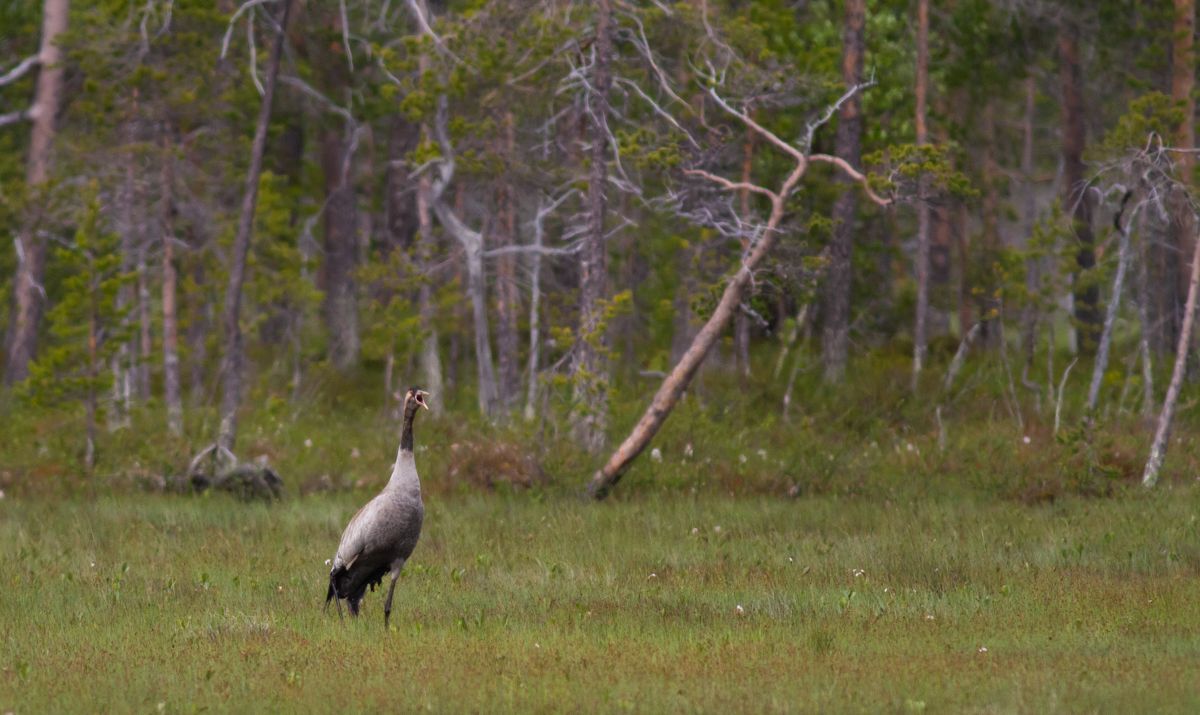 Kurki linnustoselvitys