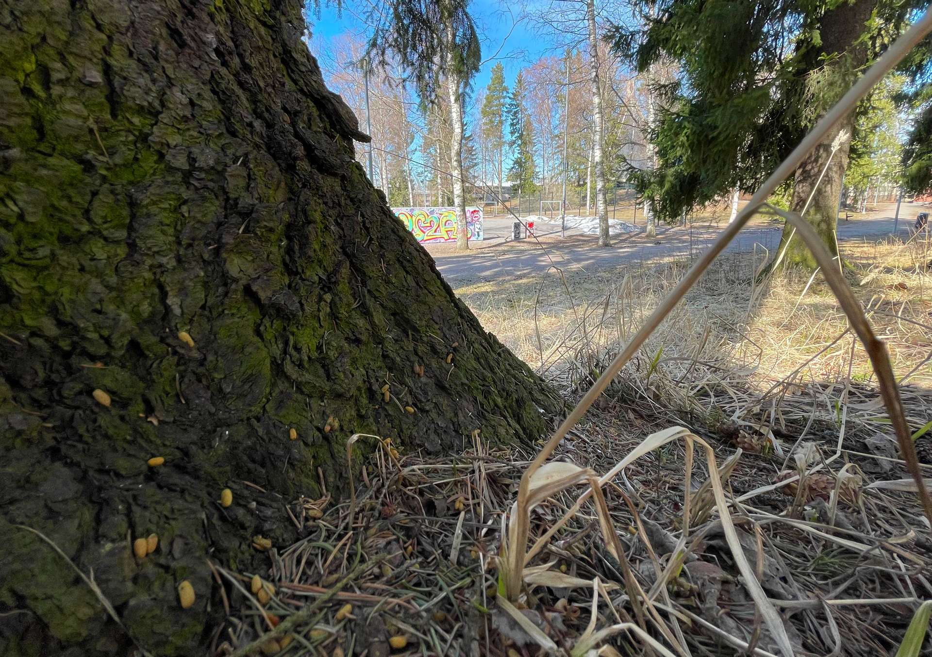 Miten liito-oravahavainto vaikuttaa rakennushankkeeseen? Lue asiantuntijamme artikkeli aiheesta.