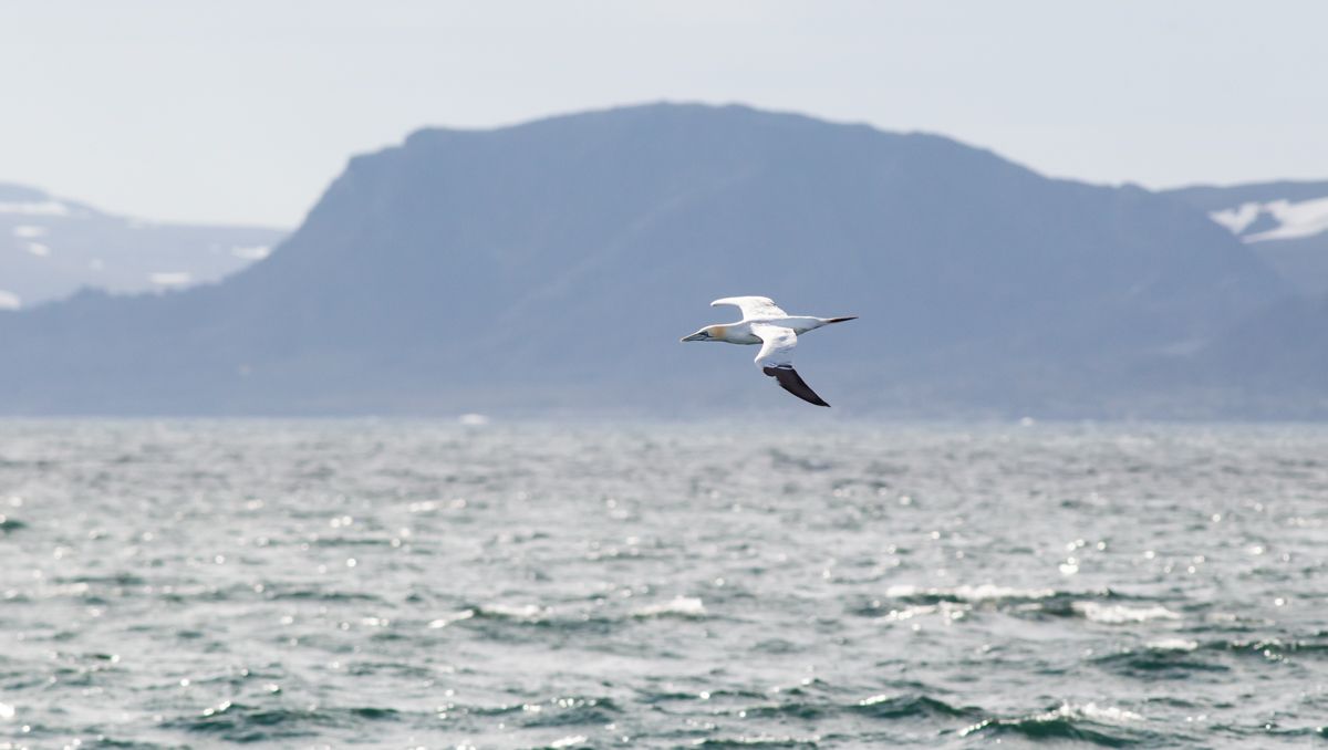 Suula linnustoselvitys