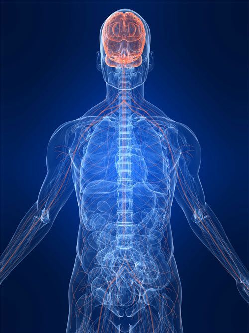 Una radiografía del cuerpo de un hombre con el cerebro y la columna vertebral visibles.