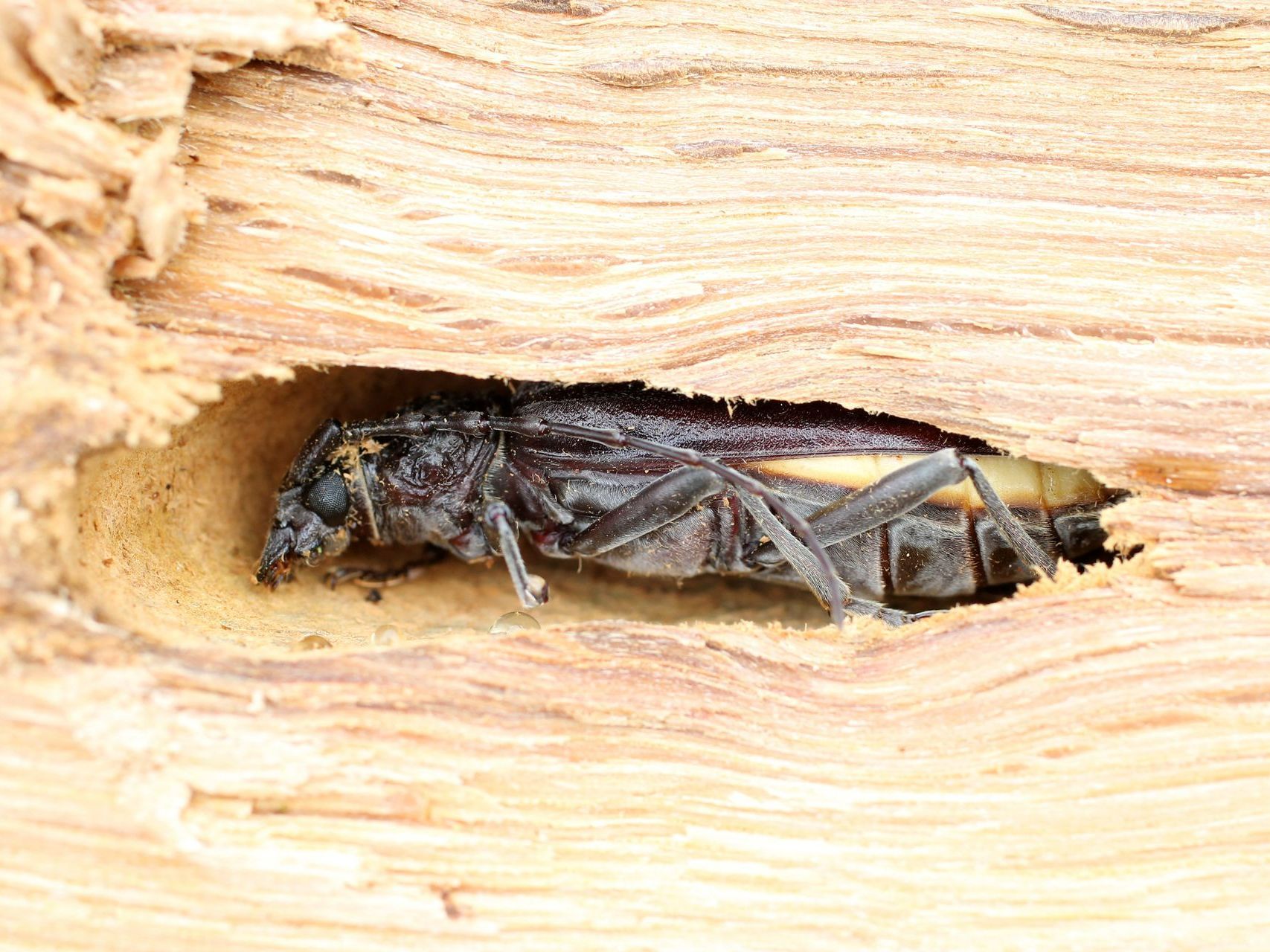 Termite dans une charpente