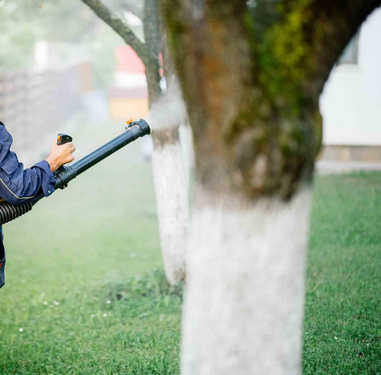 Una persona está rociando un árbol con un soplador.