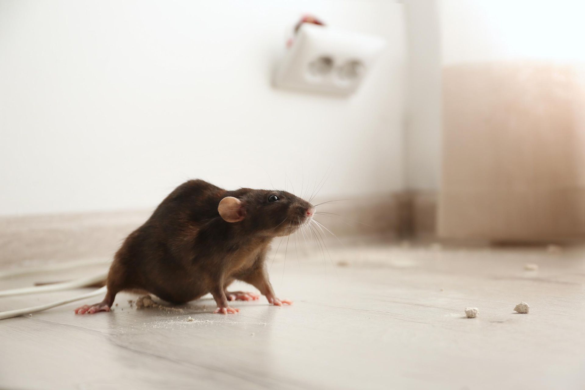 Una rata está parada sobre un piso de baldosas en una habitación.