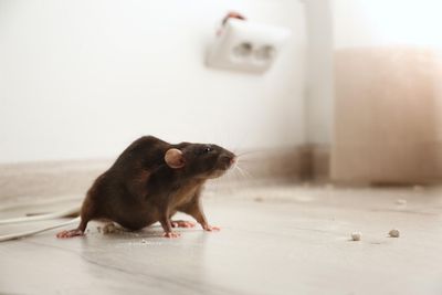 Una rata está parada sobre un piso de baldosas en una habitación.