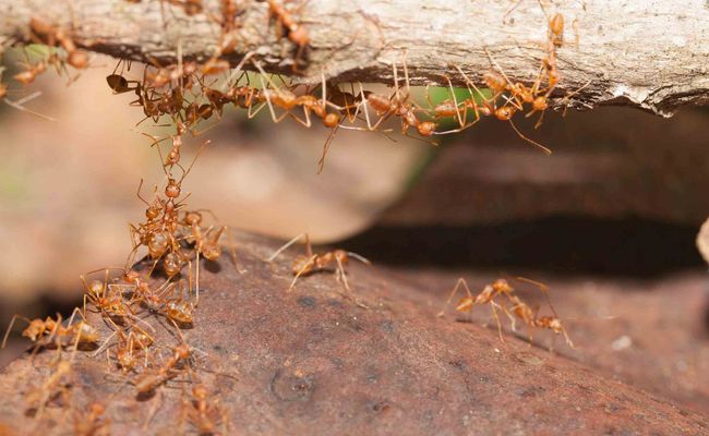 Un grupo de hormigas se arrastra por la rama de un árbol.