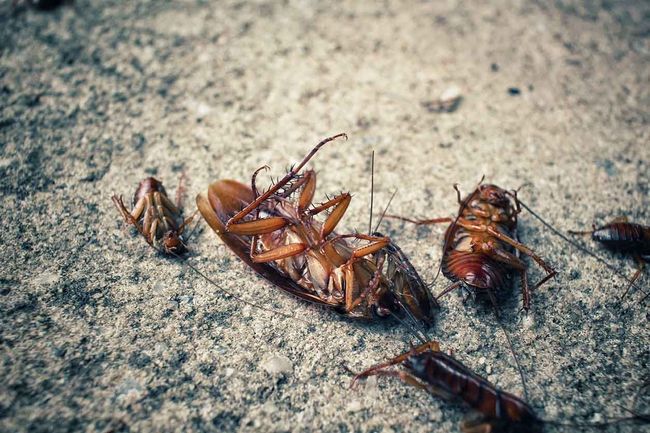 Un grupo de cucarachas yacen en el suelo.