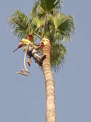 Un hombre está trepando una palmera con un taladro.