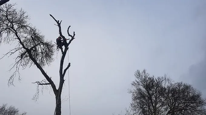 Un hombre está trepando un árbol con una motosierra.