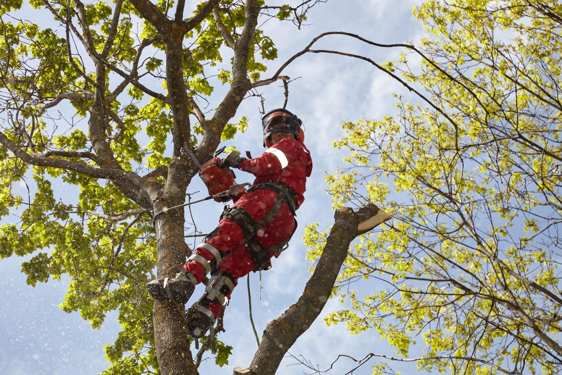 Un hombre con un traje de Papá Noel está cortando la rama de un árbol con una motosierra.