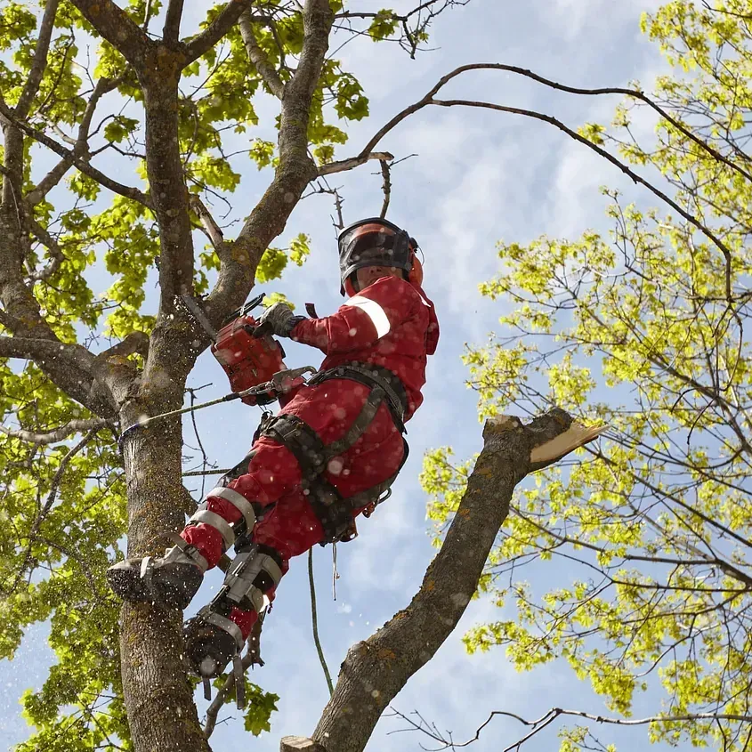 Un hombre con un traje rojo está cortando la rama de un árbol con una motosierra.