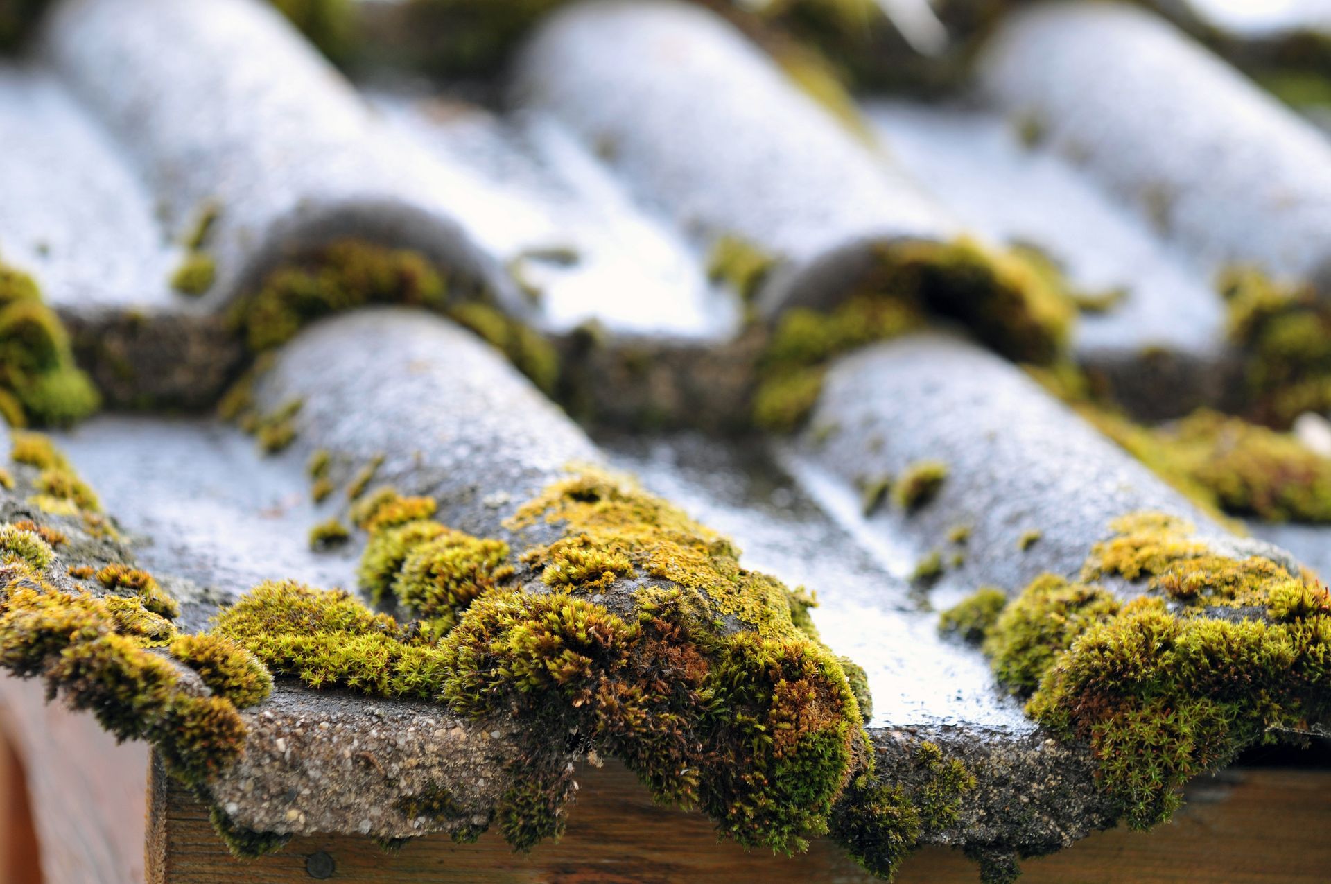 Des mousses et lichens qui poussent sur un toit