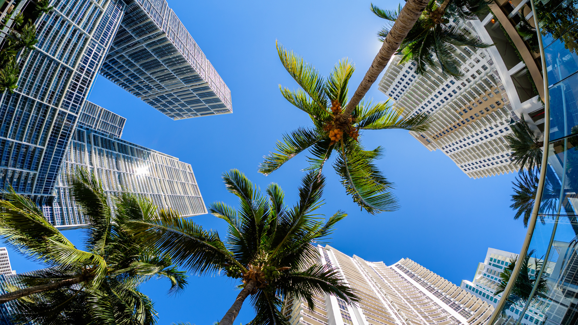 Palm trees reach towards the sun, surrounded by skyscrapers against a blue sky.