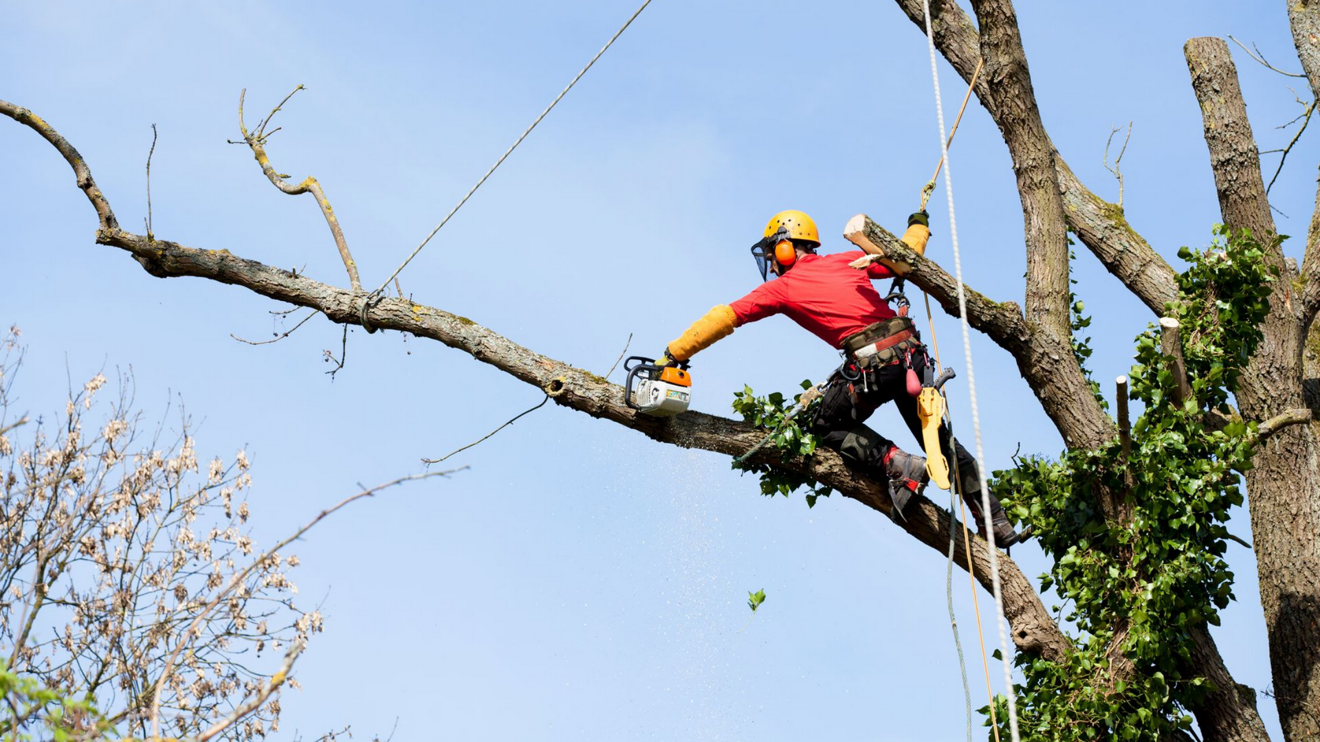 Un élagueur en train de travailler dans un arbre avec une tronçonneuse