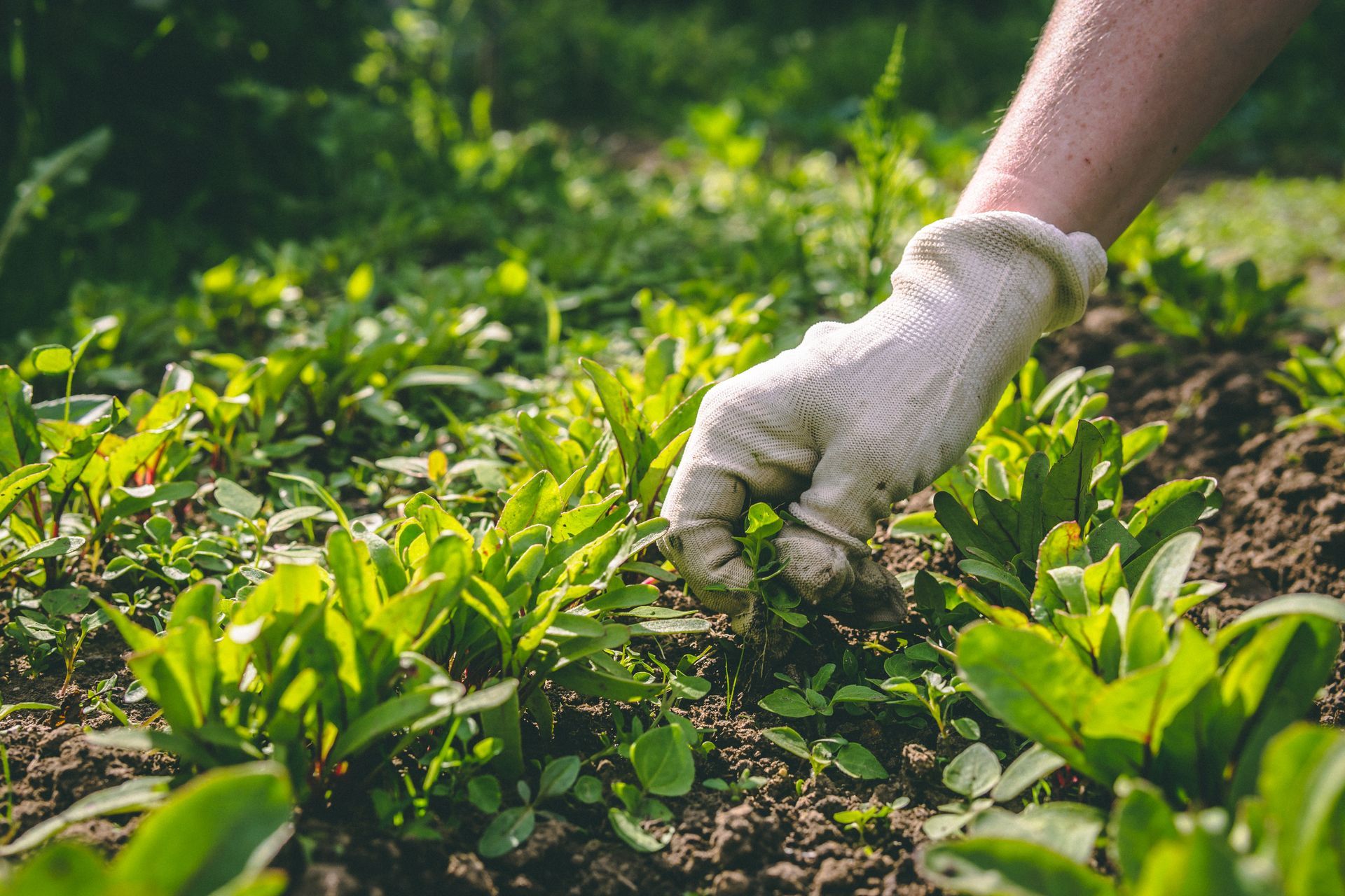 Personne qui enlève les mauvaises herbes