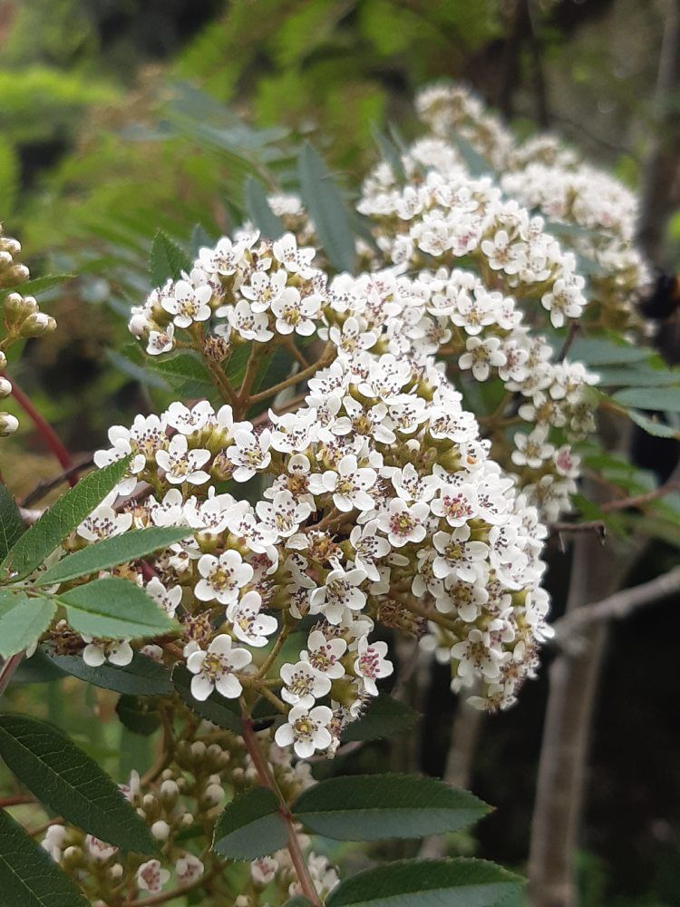 Eine Nahaufnahme eines Busches mit weißen Blüten und grünen Blättern.