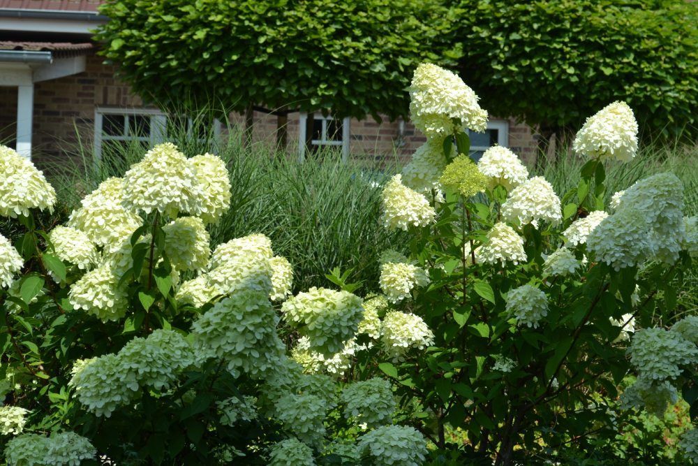 Ein Busch mit weißen Blüten und grünen Blättern vor einem Haus.