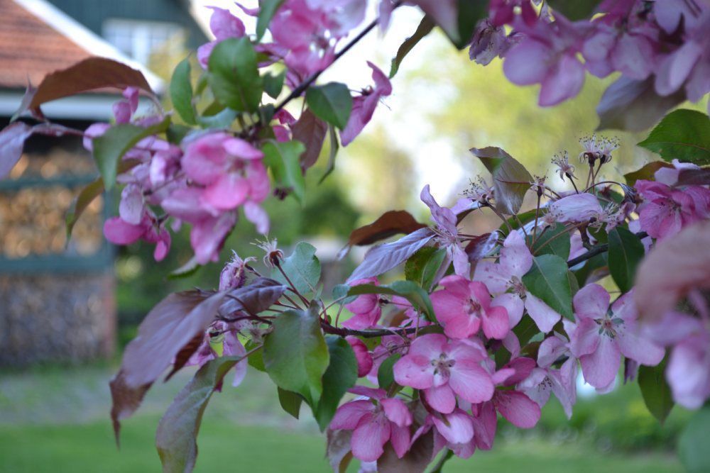 Ein Ast mit rosa Blüten und grünen Blättern