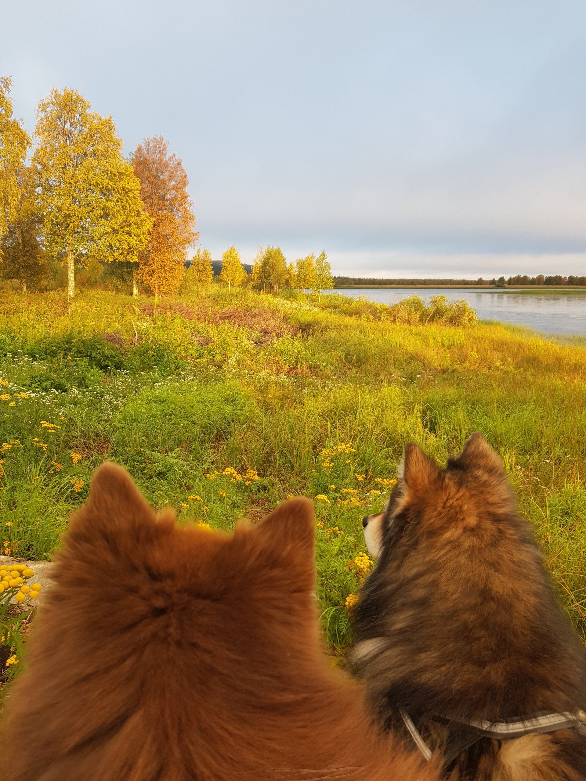 Koirat istuvat Muonionjoen rannassa ruska-aikaan.