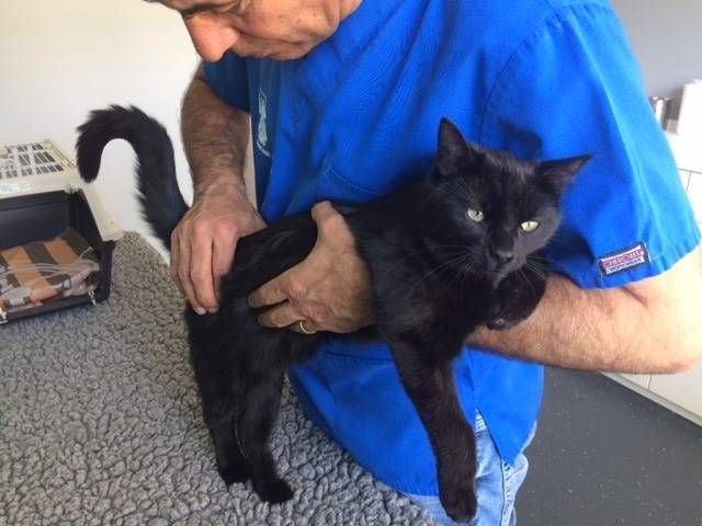 Physiotherapie für eine Katze. Foto von Dr. phil. Tal Amir