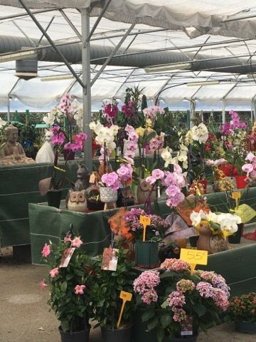 Présentation de diverses plantes en pot rouges, roses et d'autres couleurs, éventuellement destinées à la vente dans un magasin.