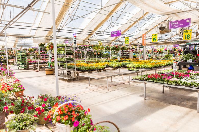 Vers page Plantes et jardinage Intérieur d'une serre avec des rangées de fleurs et de plantes colorées exposées.