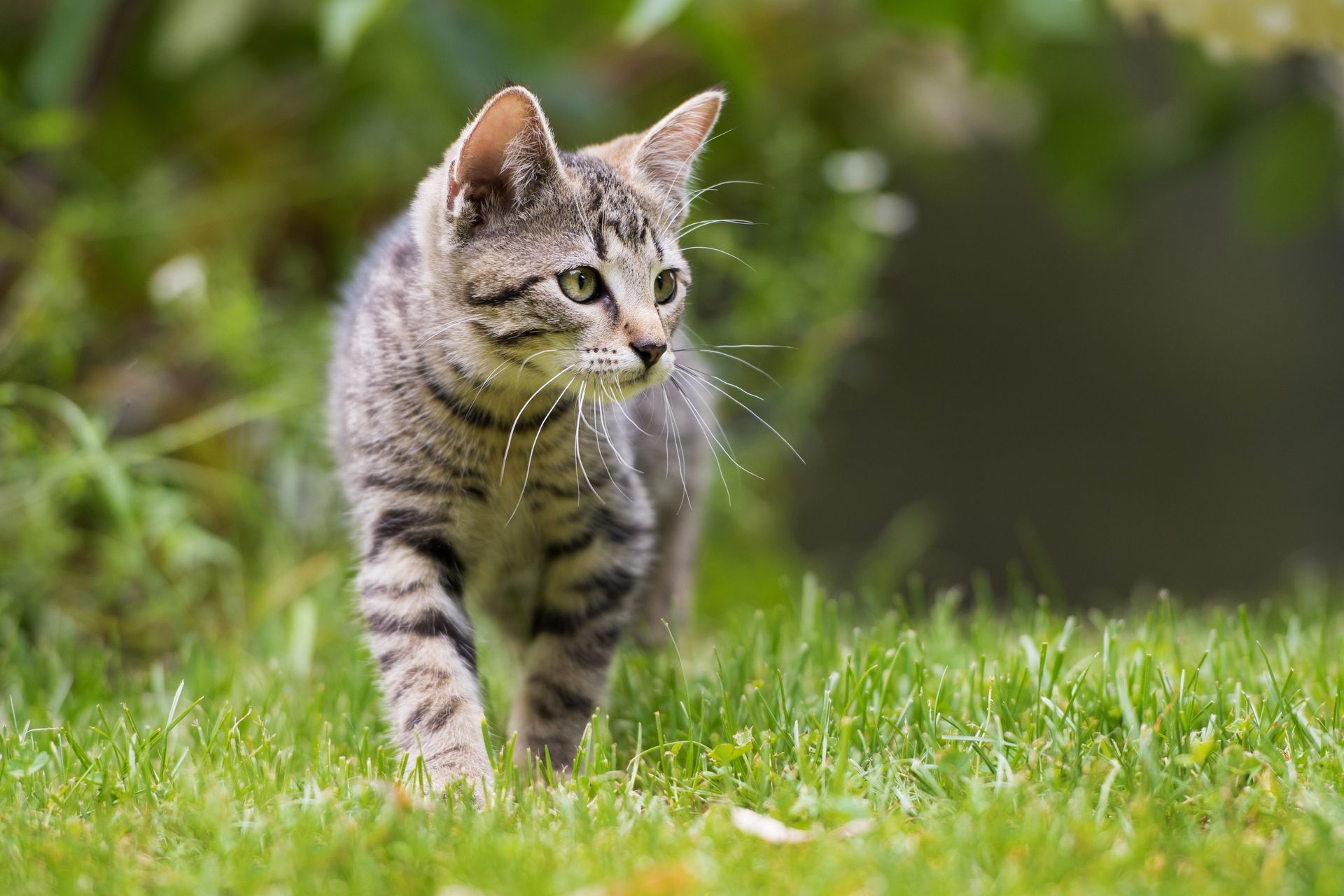 Un chaton tigré se promène dans l'herbe verte, regardant attentivement vers la droite.