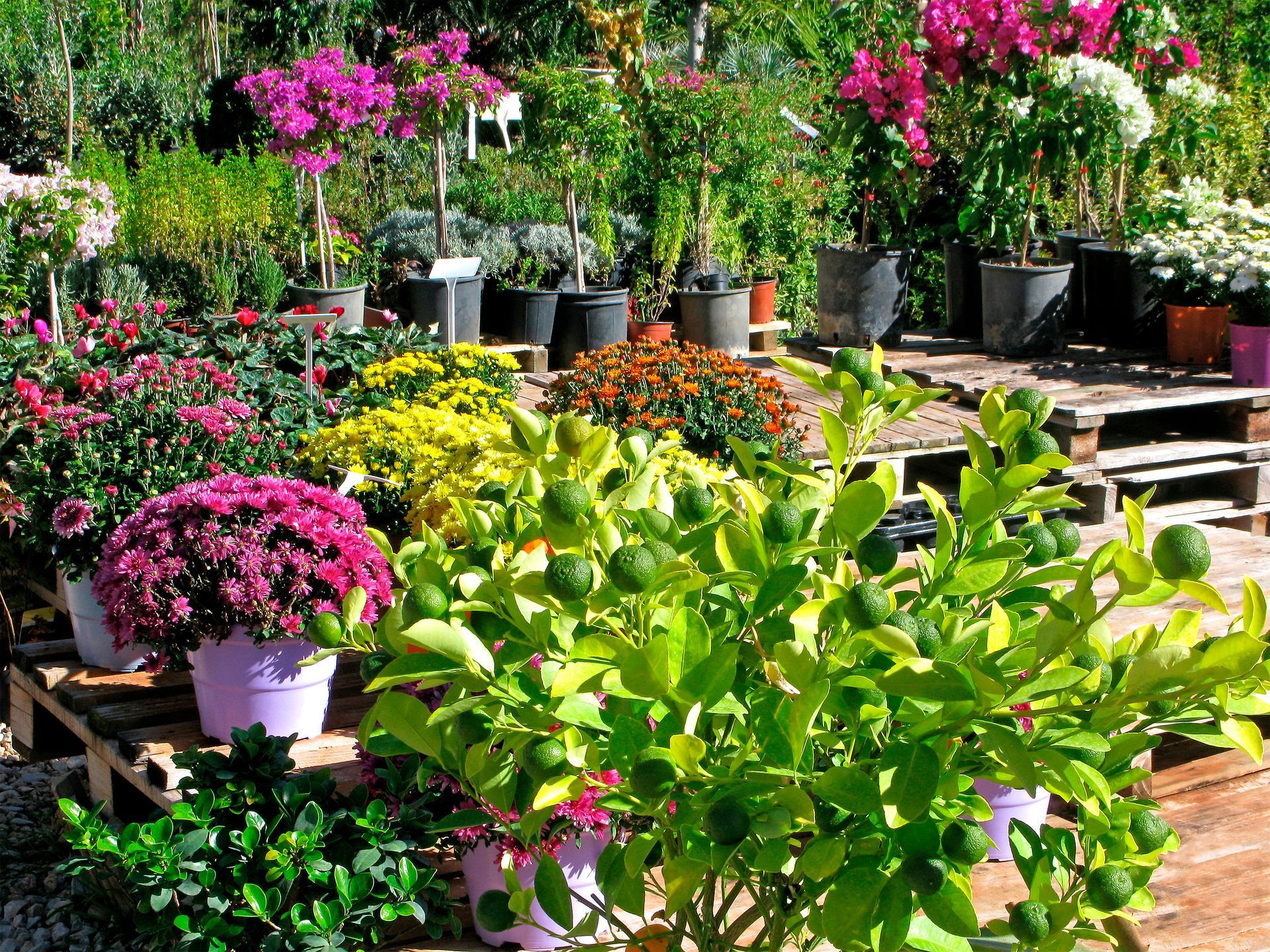 Diverses plantes en pot, notamment des variétés à fleurs et à fruits, sont exposées dans une jardinerie.