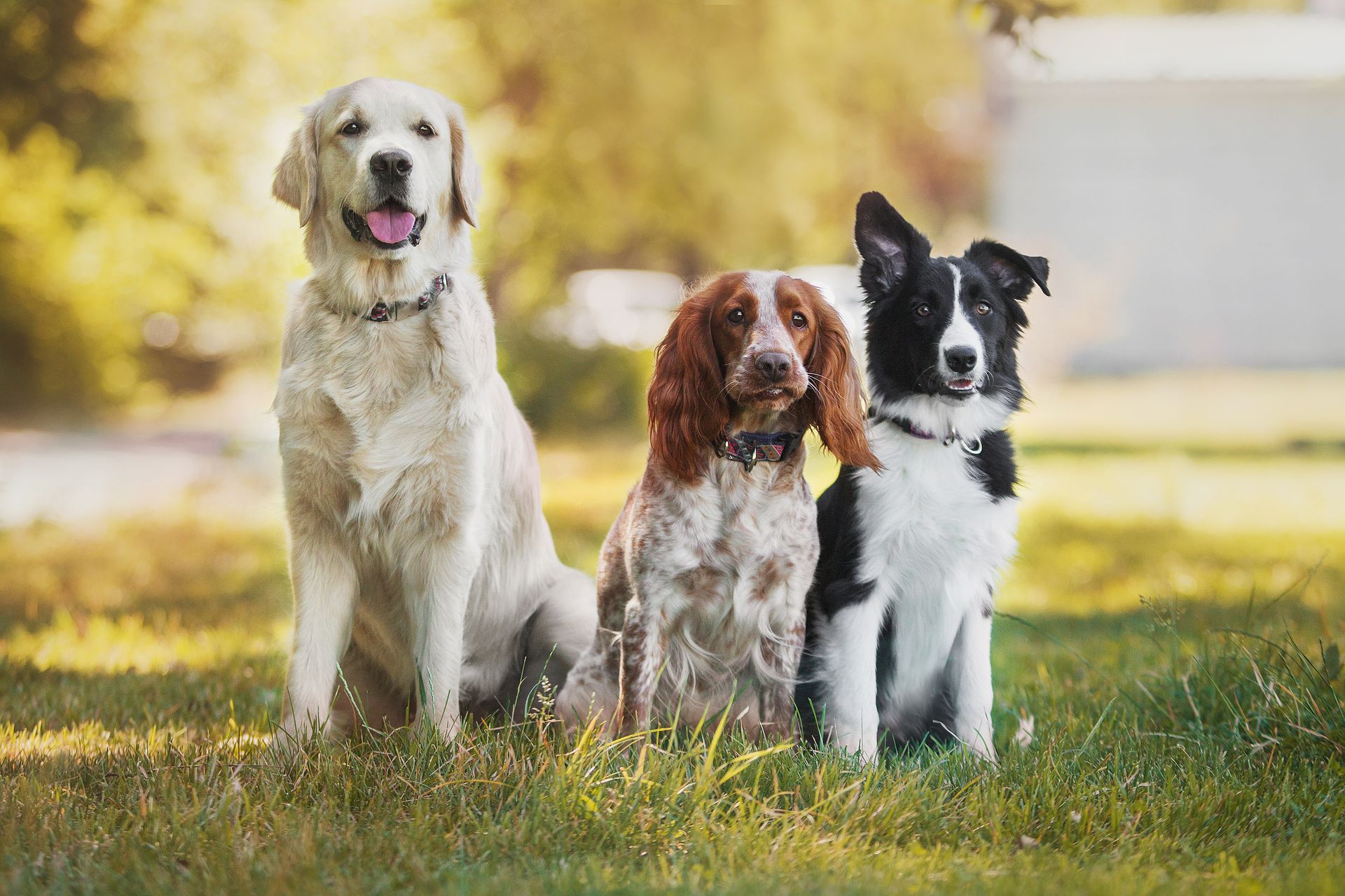Trois chiens assis dans l'herbe : un golden retriever, un épagneul et un border collie.
