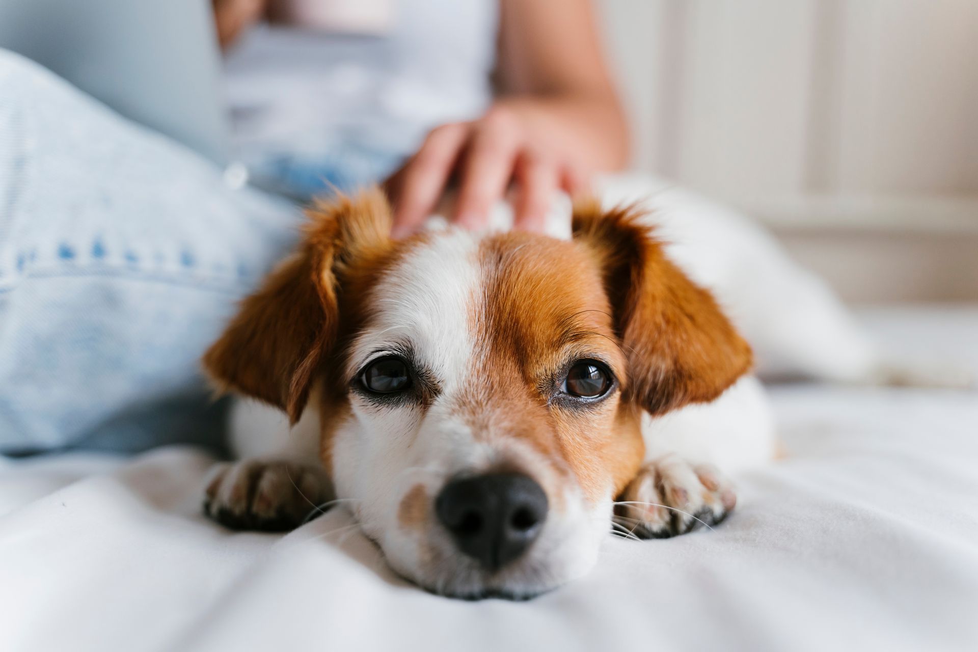 Chien caressé par une personne sur un lit ; pelage blanc et marron, tête posée sur une surface, regardant l'objectif.