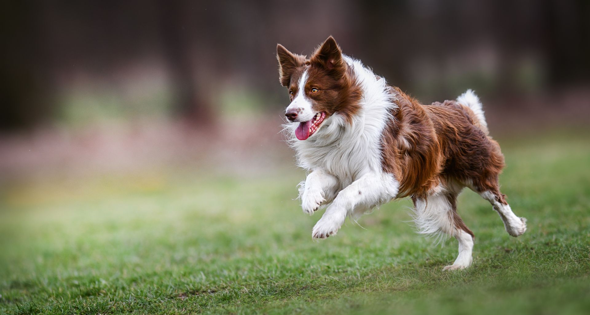 Chien brun et blanc courant dans l'herbe verte, la langue pendante.