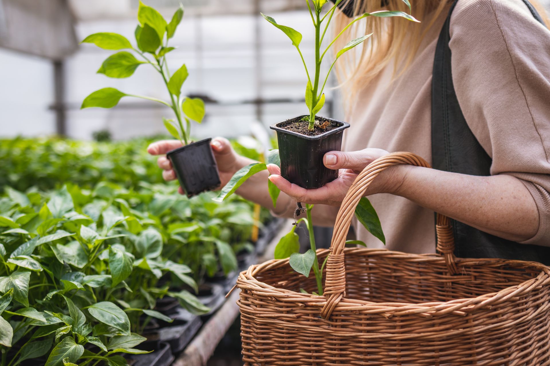 Femme tenant des plantes en pot, faisant ses courses dans une serre, portant un panier.
