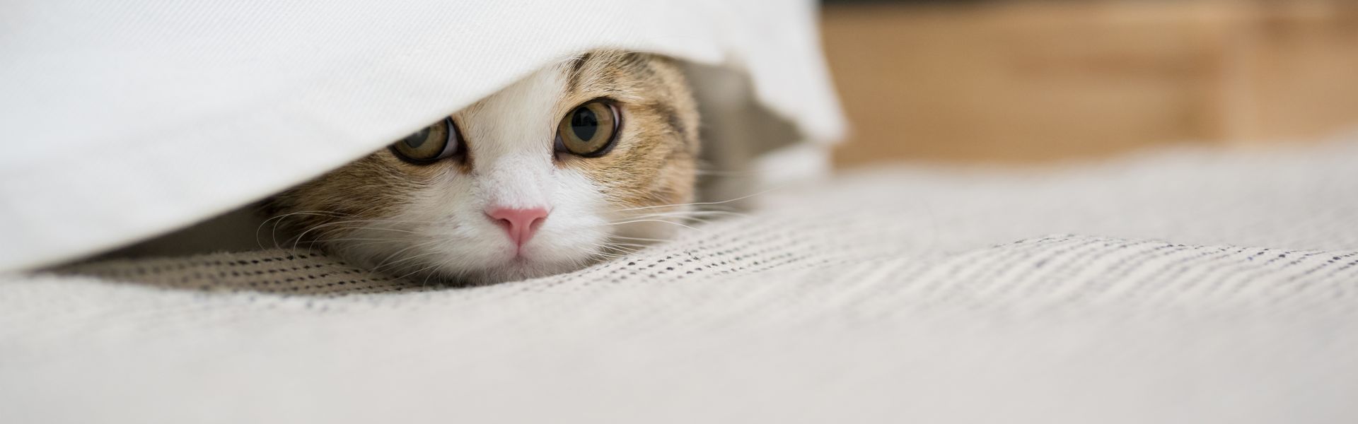 Un chat au pelage brun et blanc jette un coup d'œil sous un drap blanc sur un lit blanc.