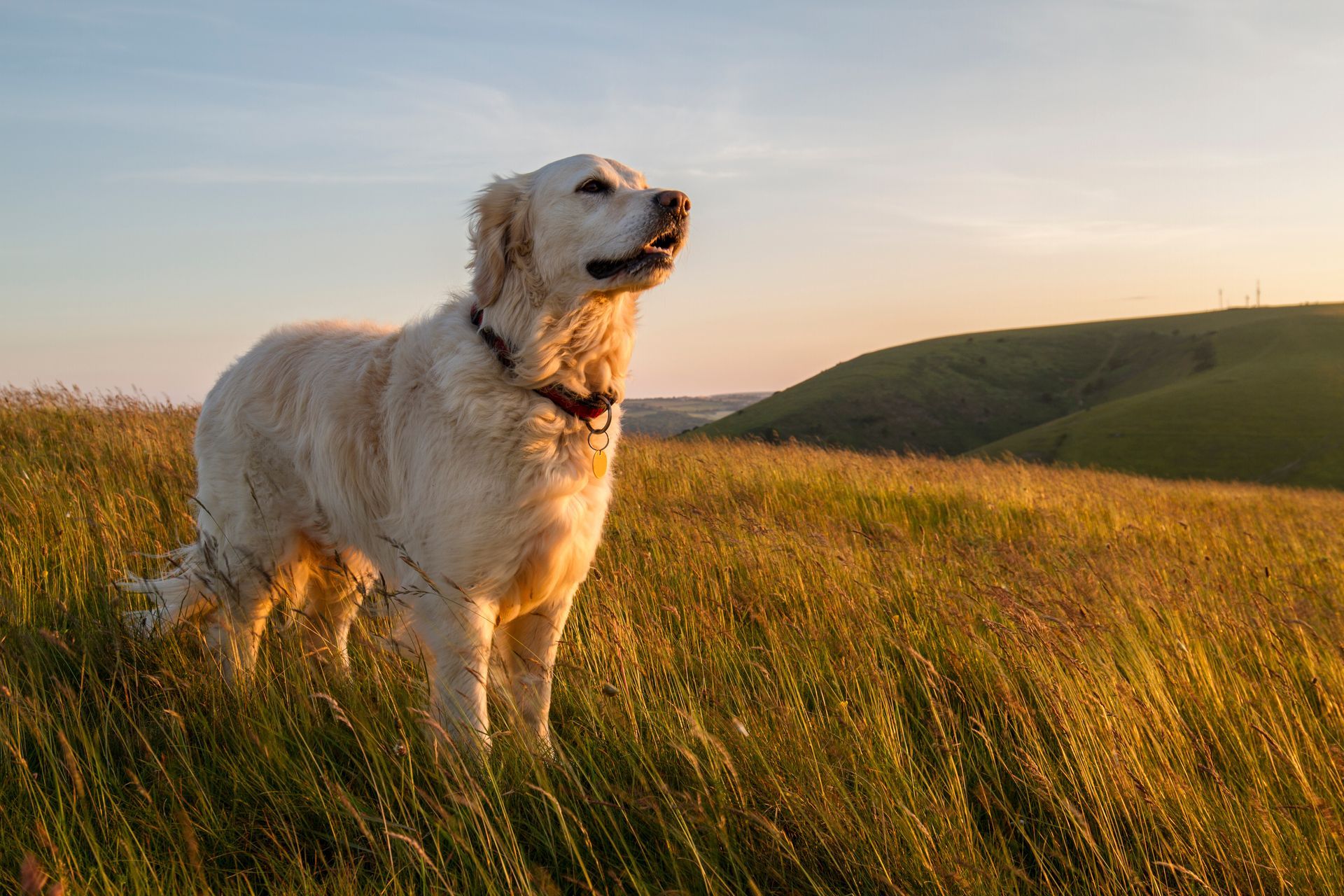 Un chien debout dans les hautes herbes, regardant vers le ciel, avec un coucher de soleil en arrière-plan.