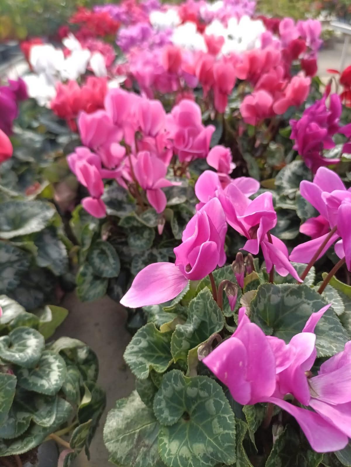 Gros plan sur des fleurs de cyclamen rose vif aux feuilles vertes et argentées à motifs.